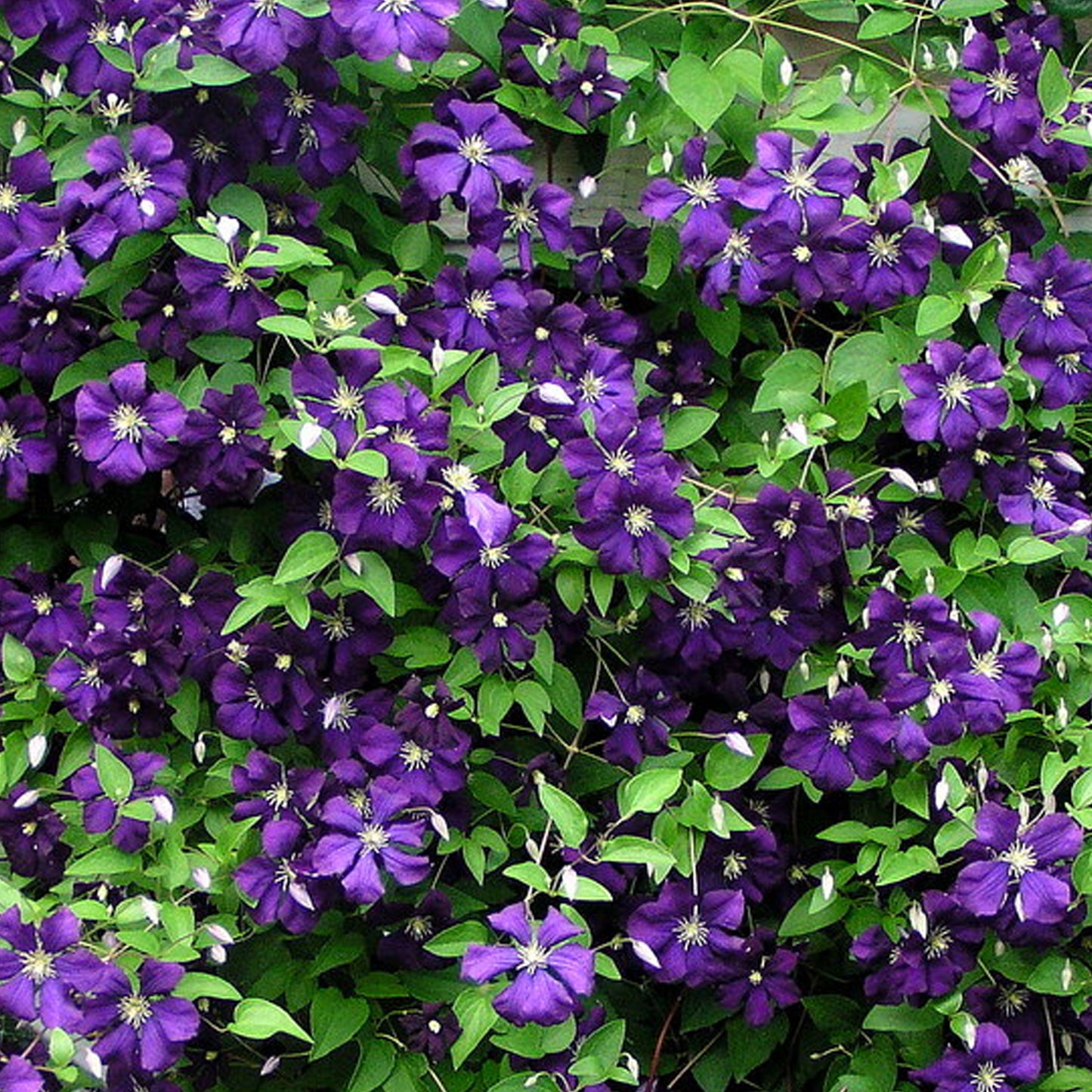 Clematis Purpurea