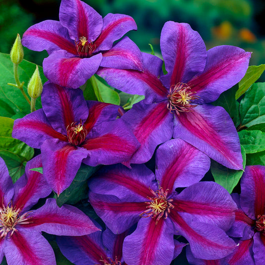 Clematis Mrs N. Thompson