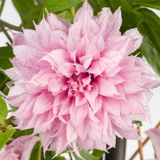 Clematis Multi Pink