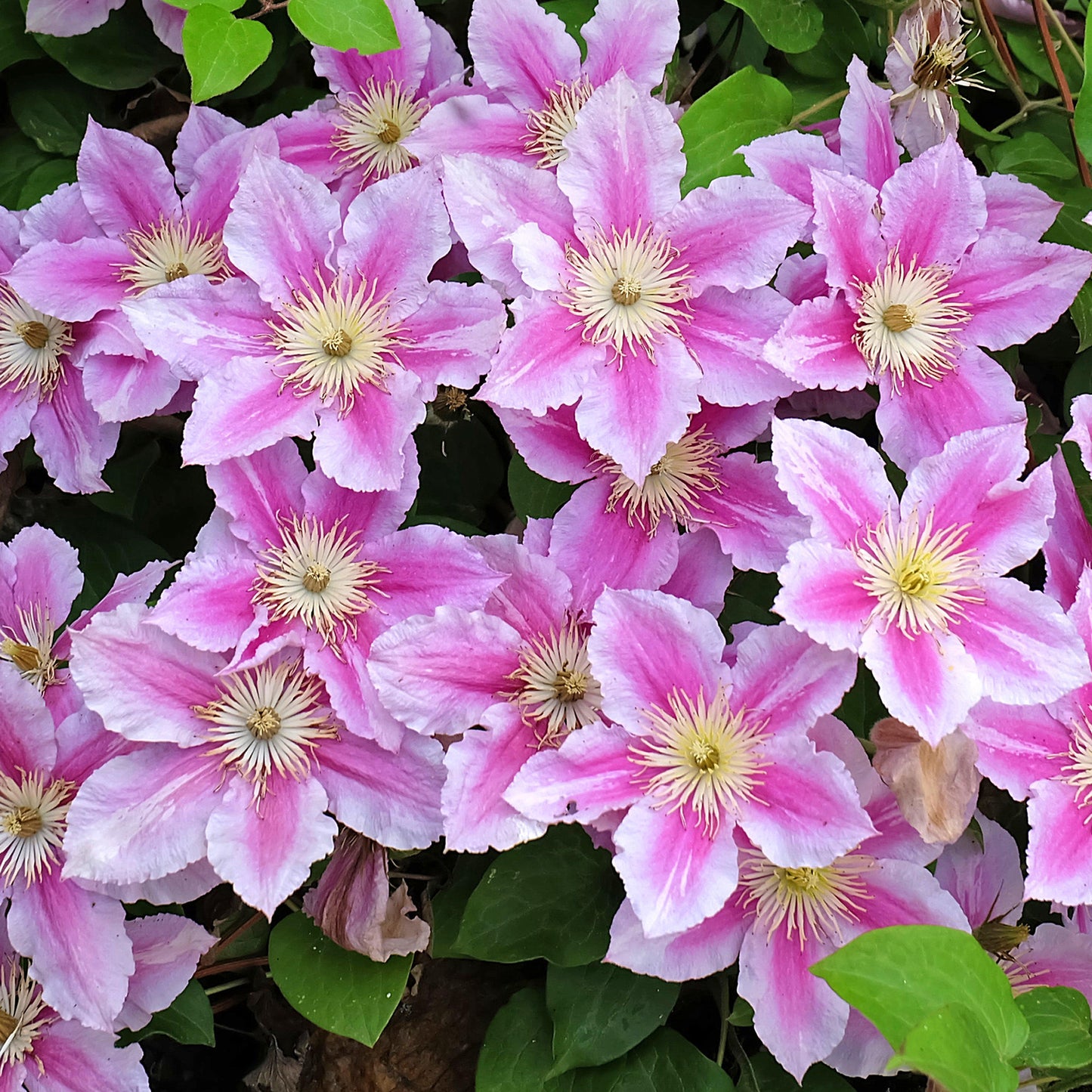 Clematis Piilu