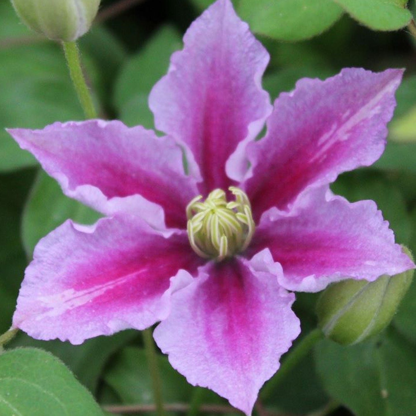 Clematis Piilu