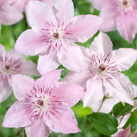 Clematis Pink Fantasy
