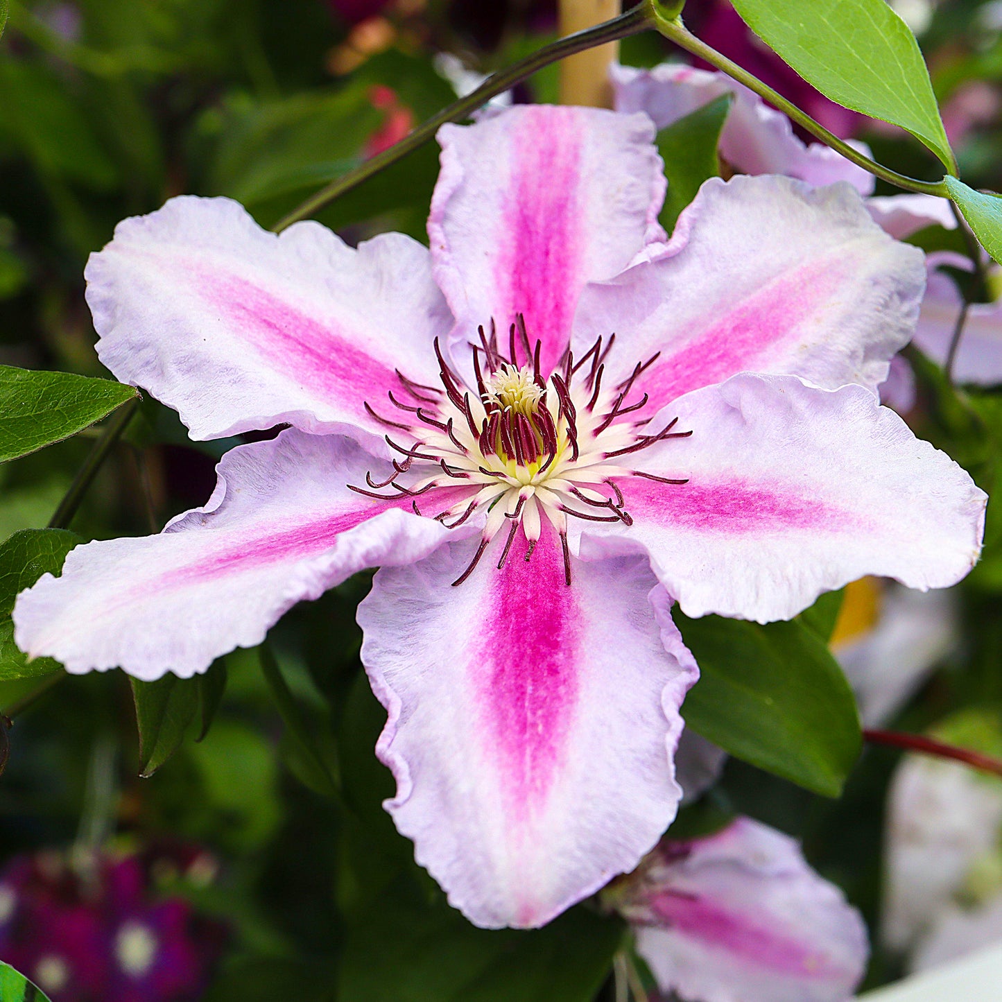 Clematis Tudor