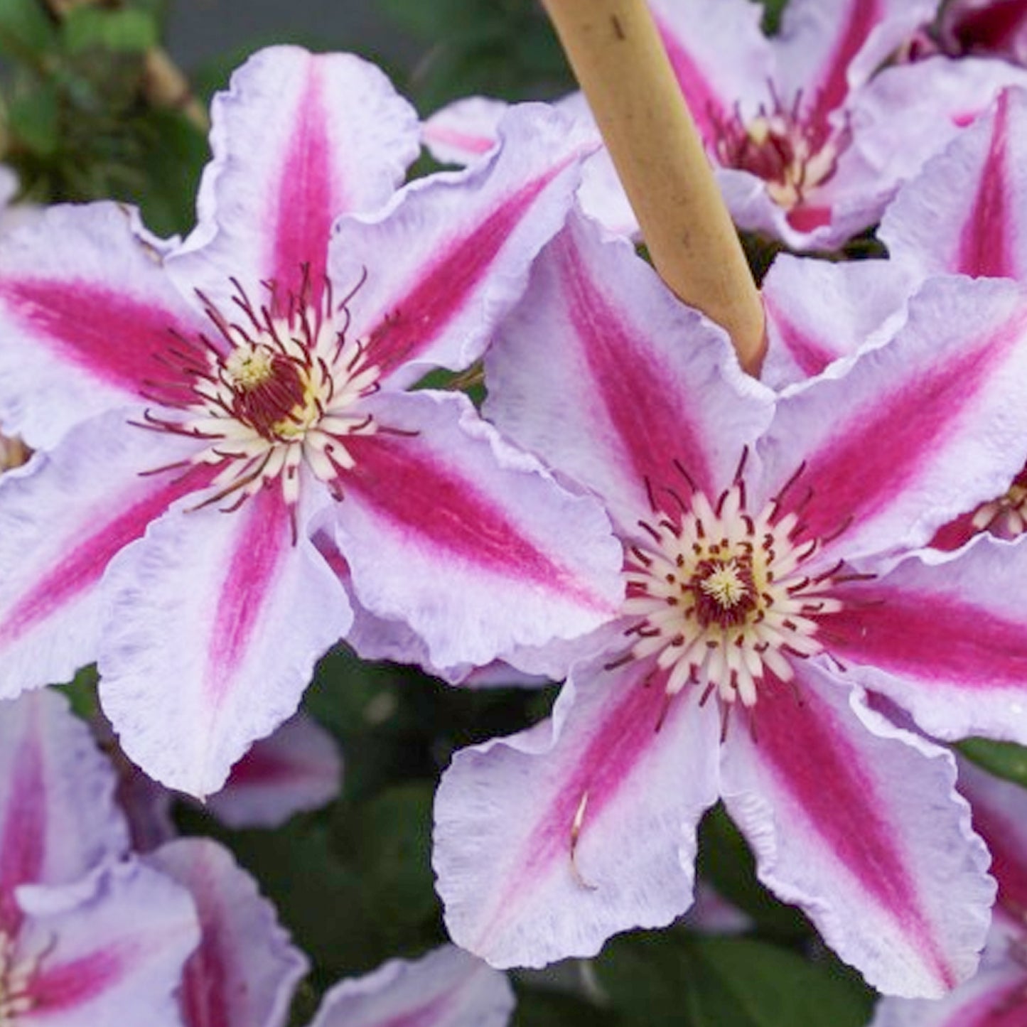 Clematis Tudor