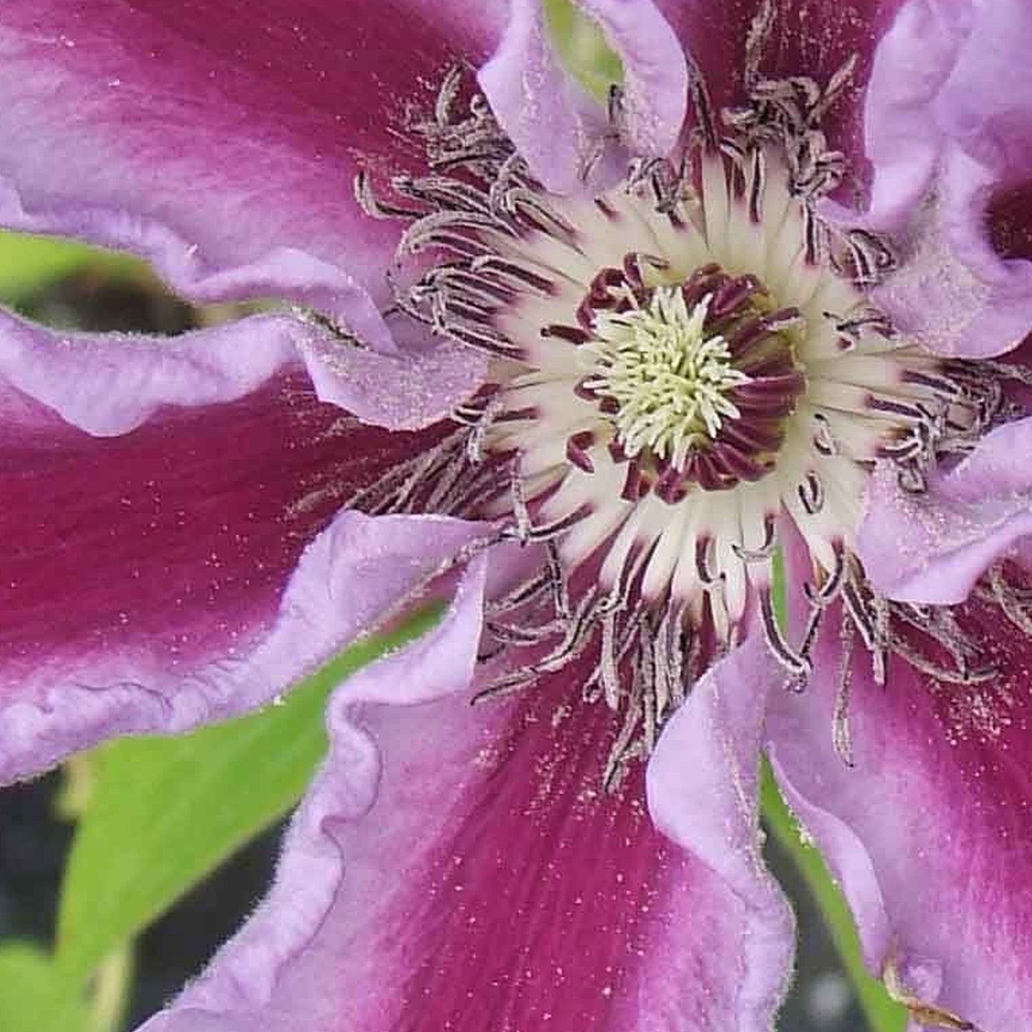 Clematis Tudor