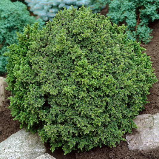 Cryptomeria Vilmoriniana