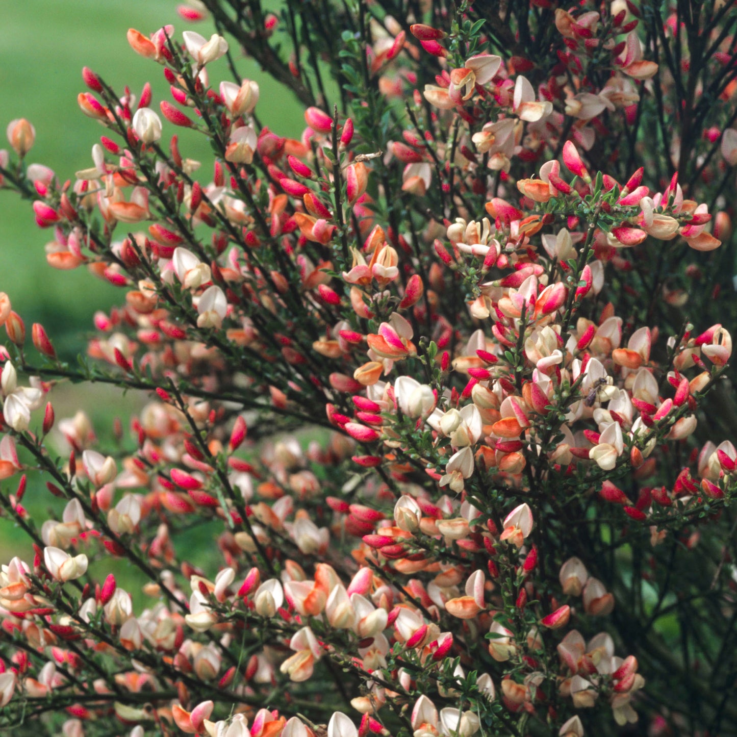 Cytisus Zeelandia