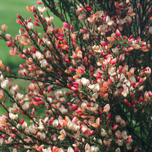 Cytisus Zeelandia