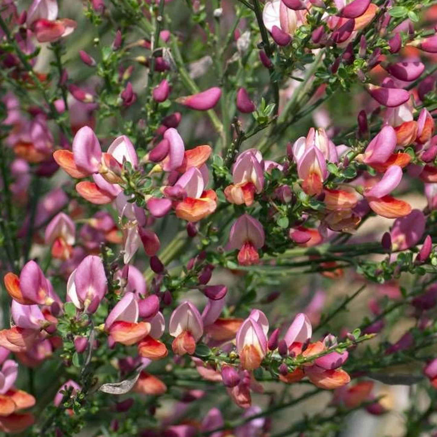 Cytisus Zeelandia
