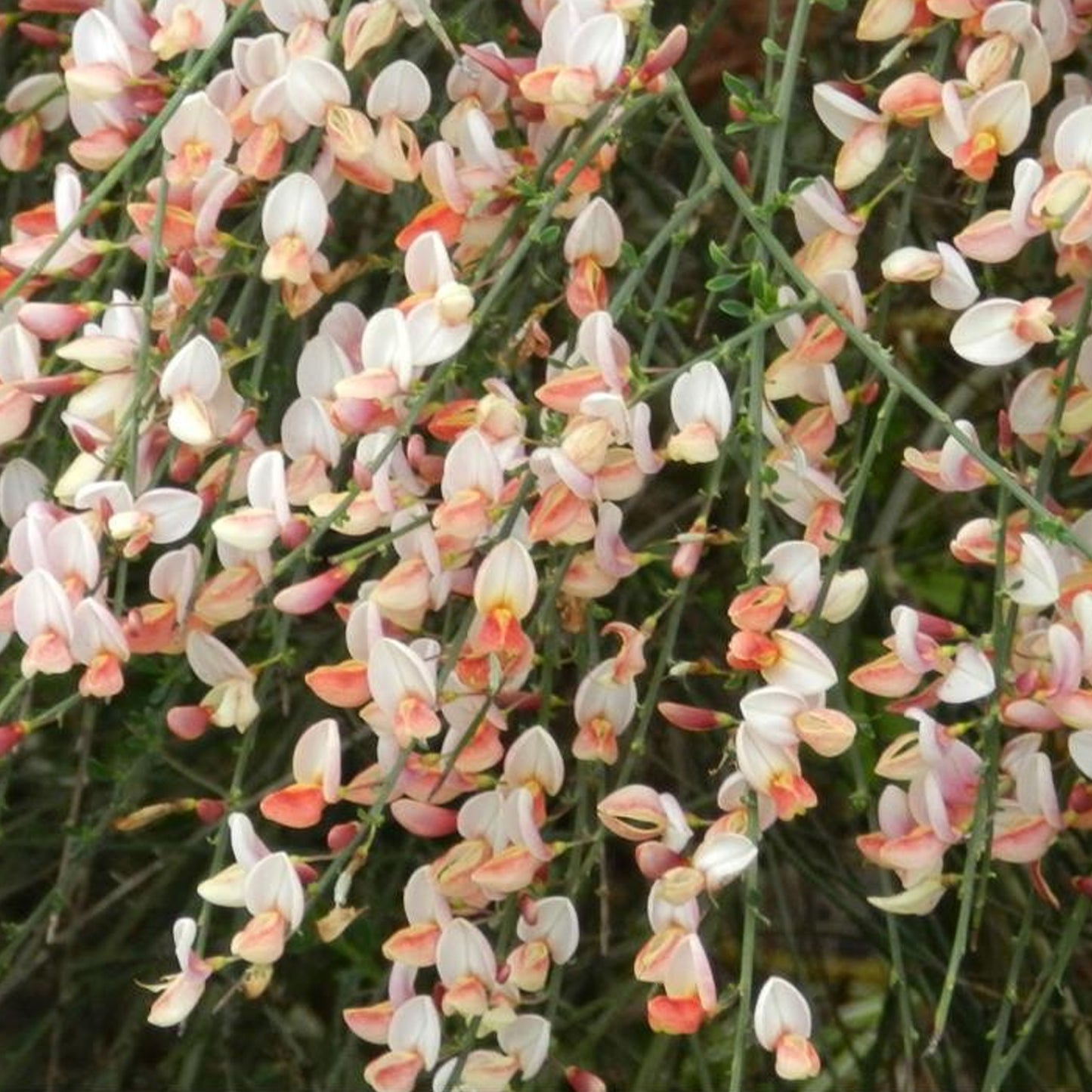 Cytisus Zeelandia