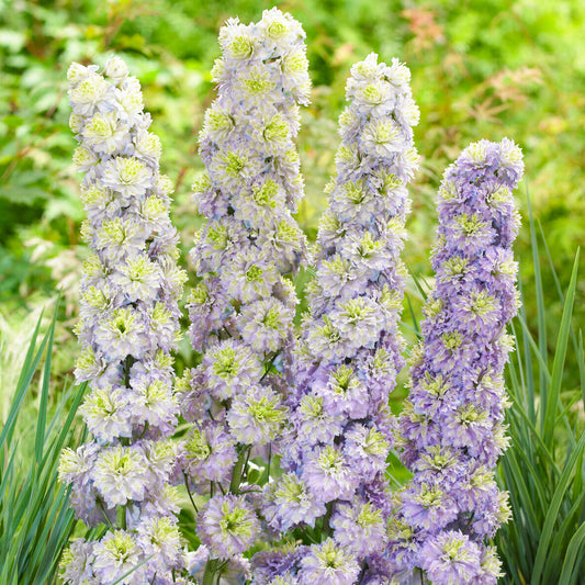 Delphinium Highlander Crystal Delight