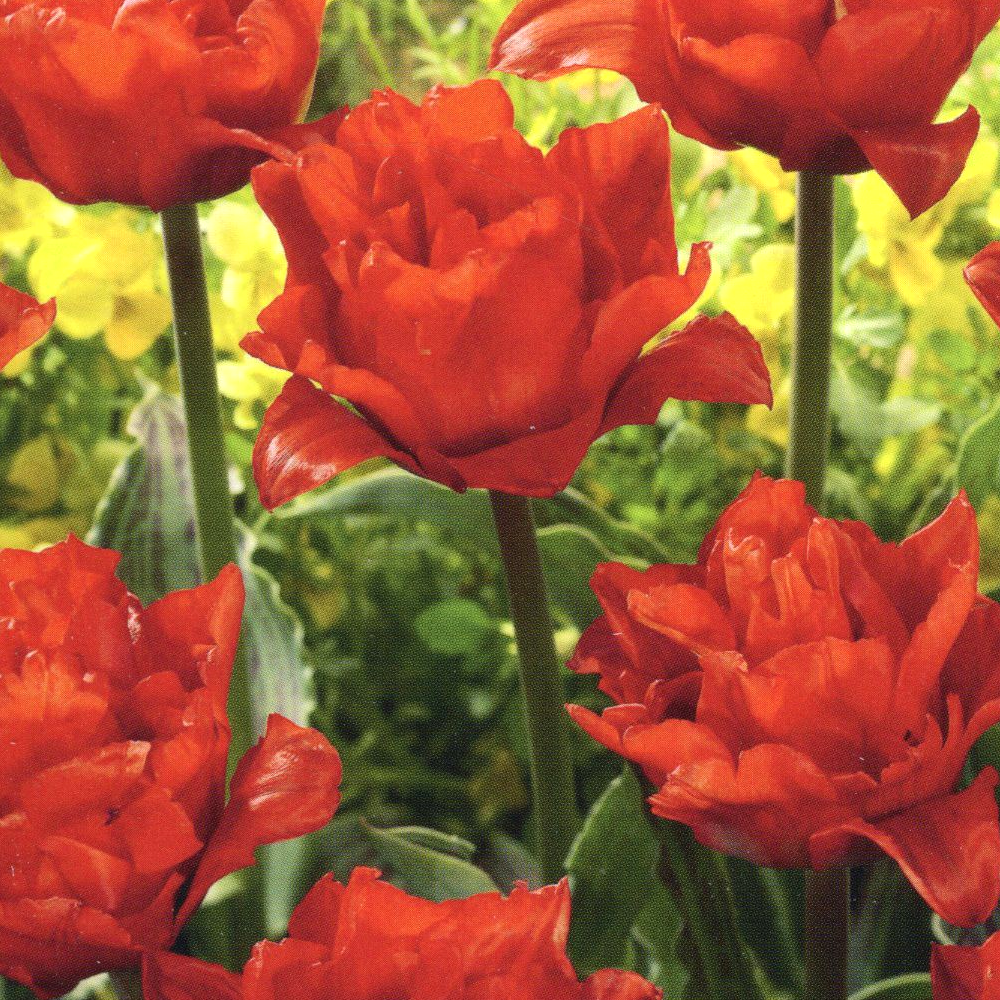 Tulip Double Red Riding Hood -MASTER-