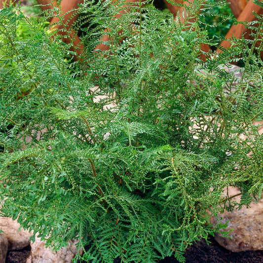 Dryopteris Lin. Polydactyla
