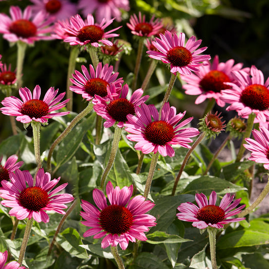 Echinacea Little Magnus