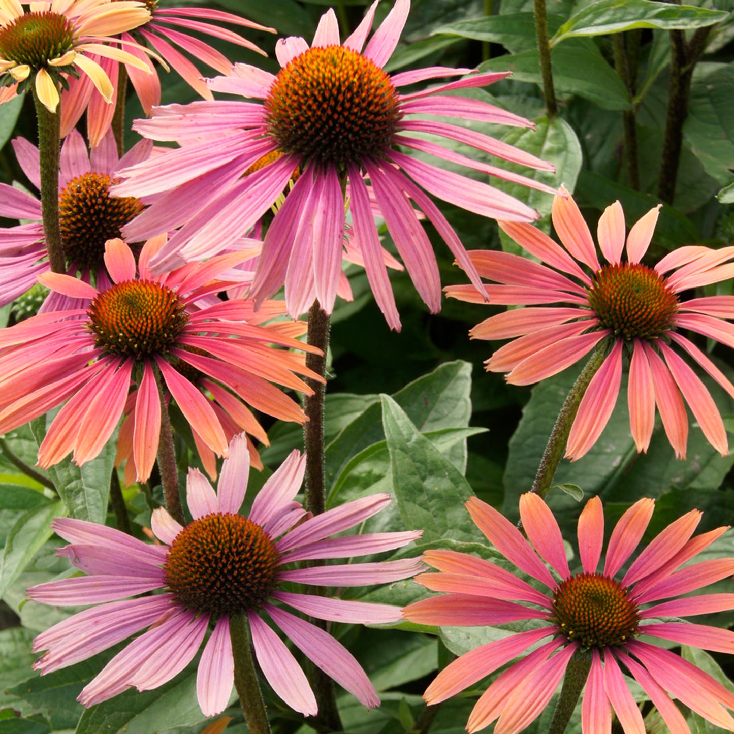 Echinacea Summer Cocktail