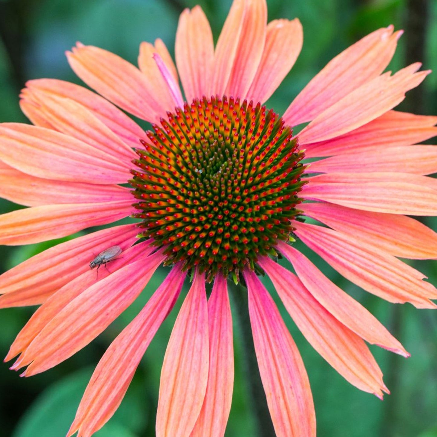 Echinacea Summer Cocktail