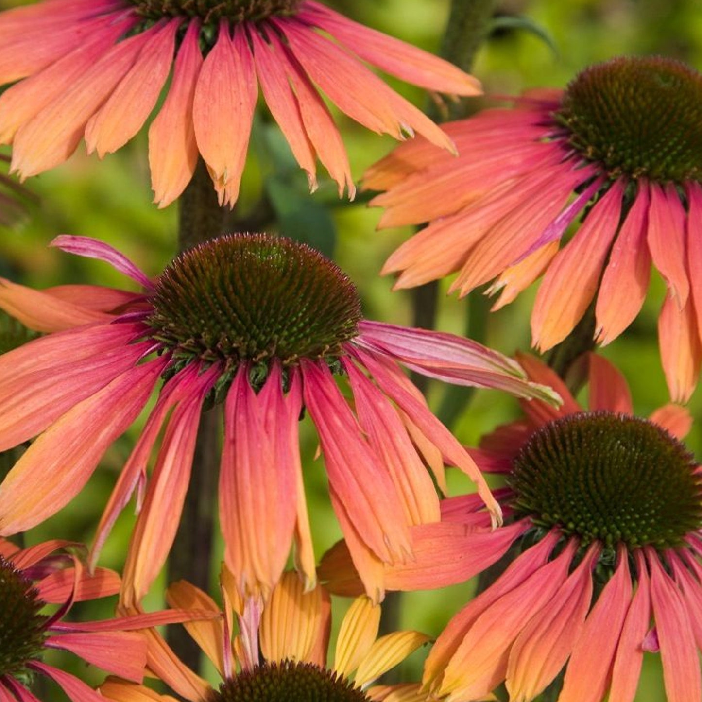 Echinacea Summer Cocktail