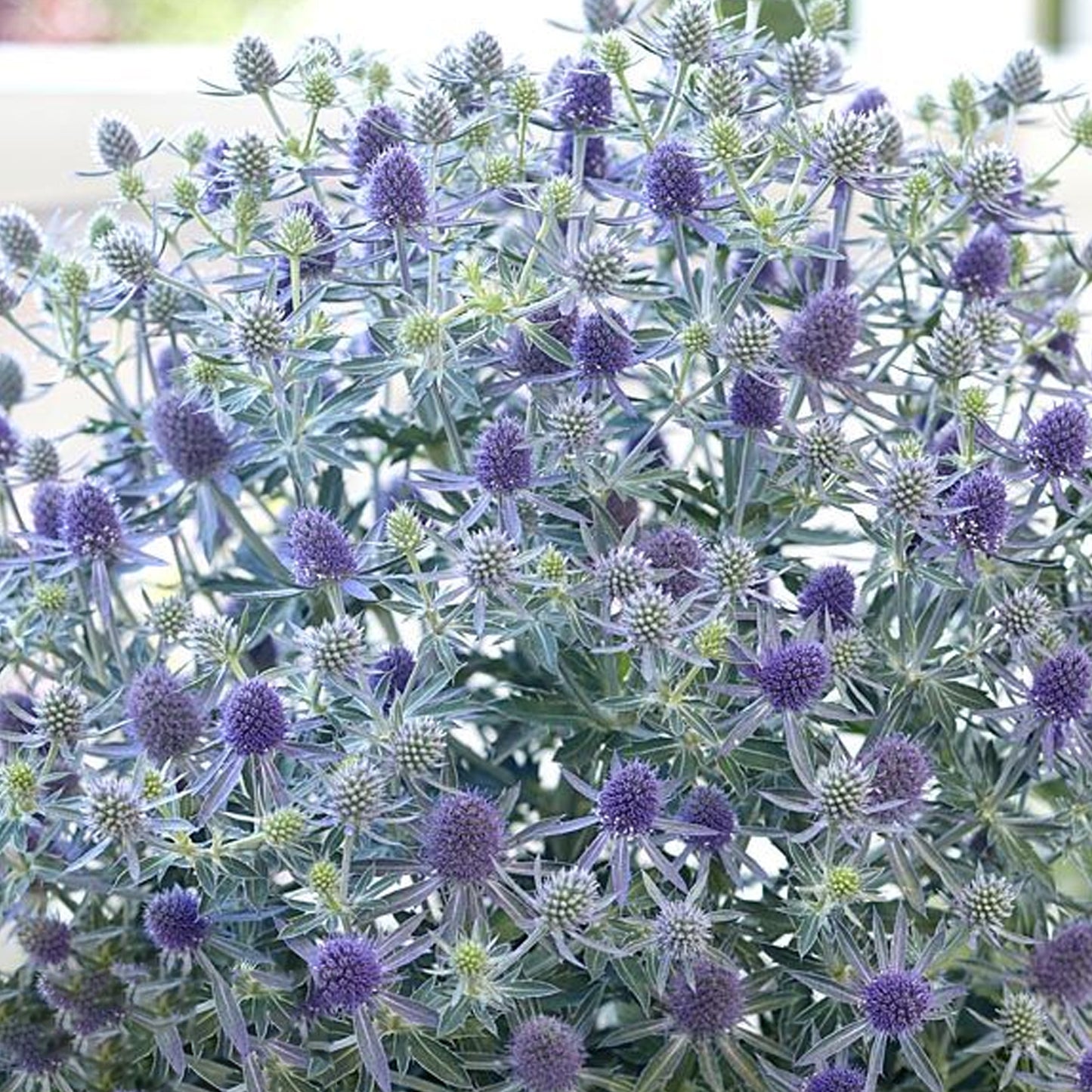 Eryngium Blue Globe