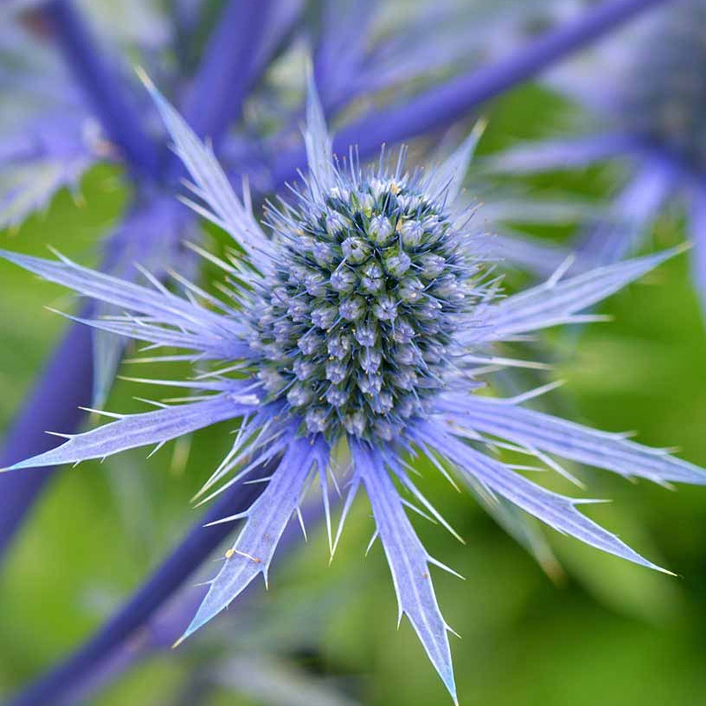 Eryngium Blue Globe