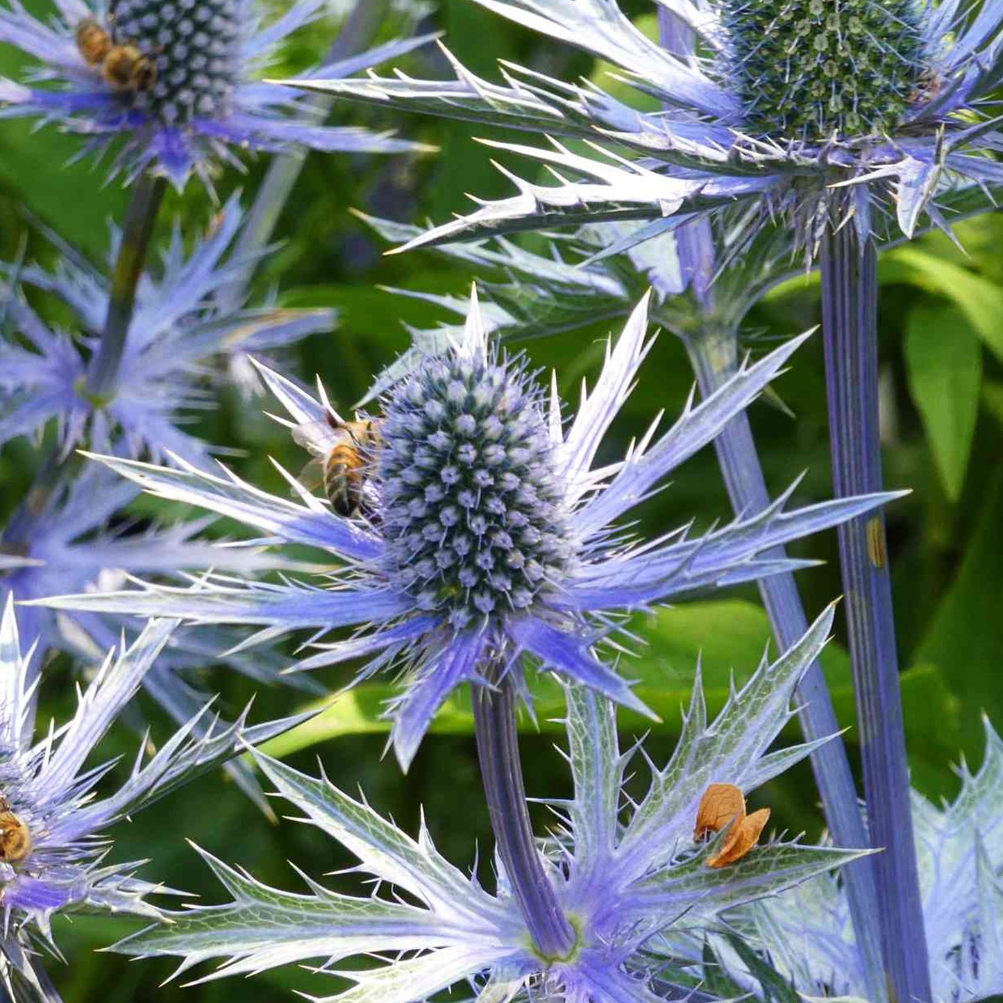 Eryngium Blue Globe