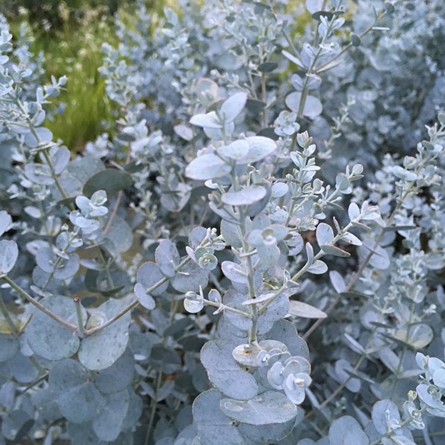 Eucalyptus Silverana