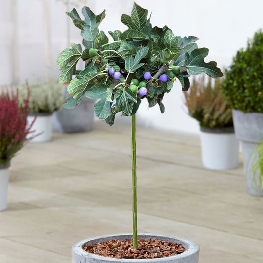 Ficus Brown Turkey Patio Tree