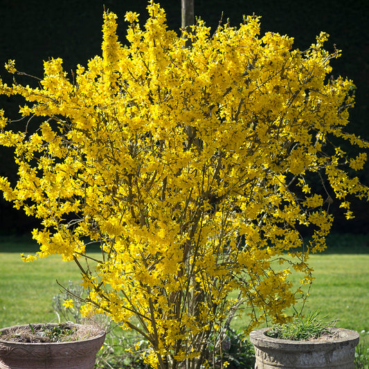 Forsythia Flojor