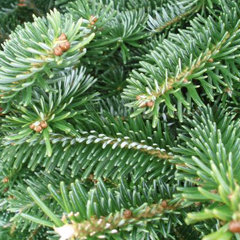 Fraser Fir Pot Grown Christmas Trees