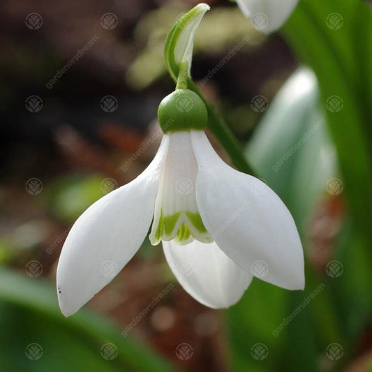 Galanthus Woronowii -MASTER-