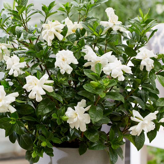 Gardenia Double Diamond