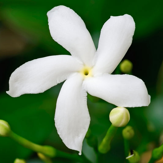 Gardenia Pinwheel