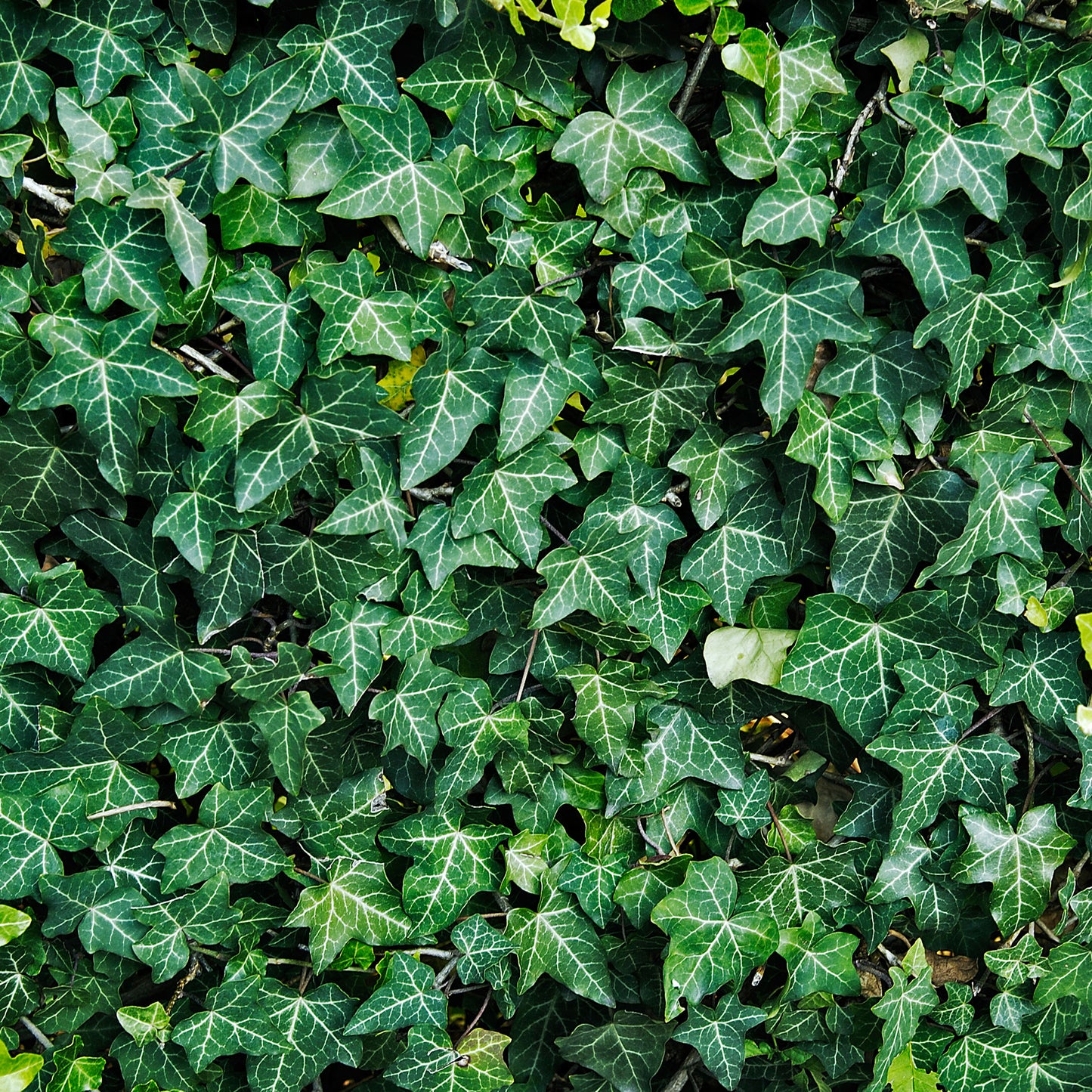 Hedera Helix