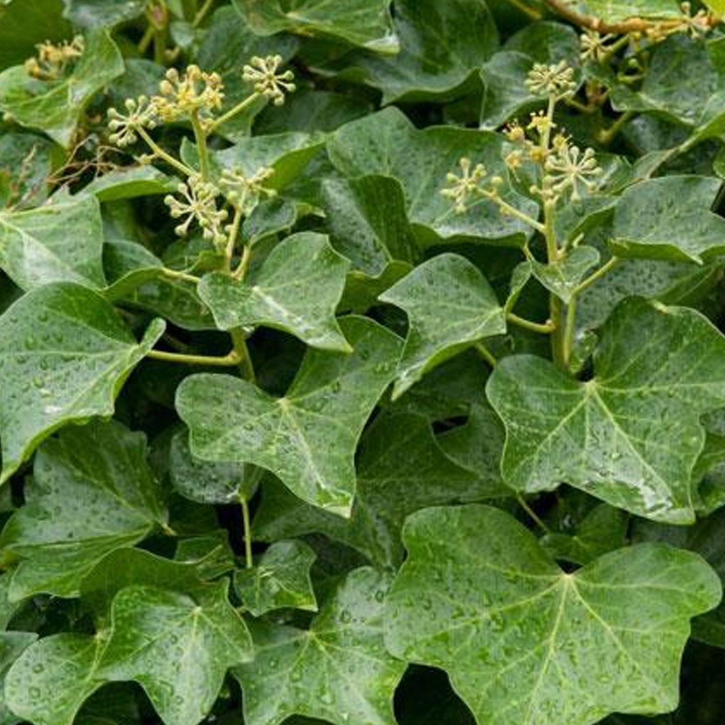 Hedera Helix