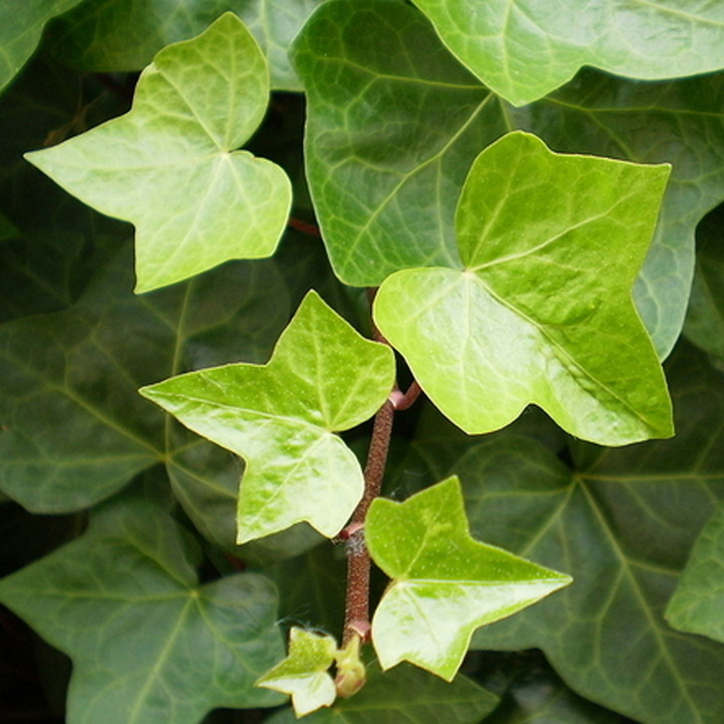 Hedera Helix