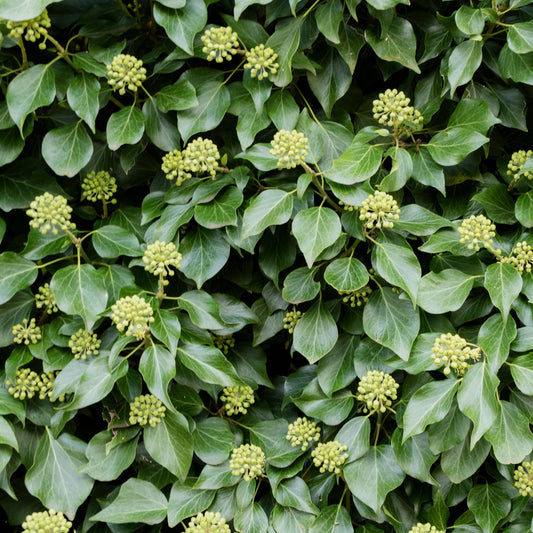 Hedera Hibernica