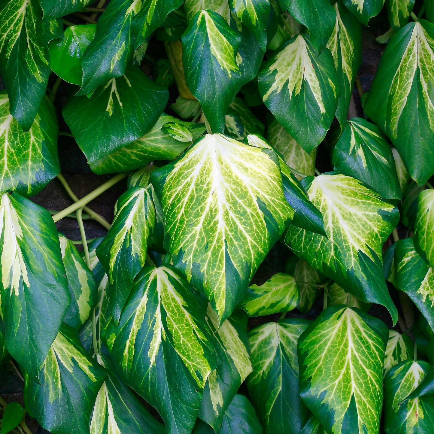 Hedera Sulphur Heart