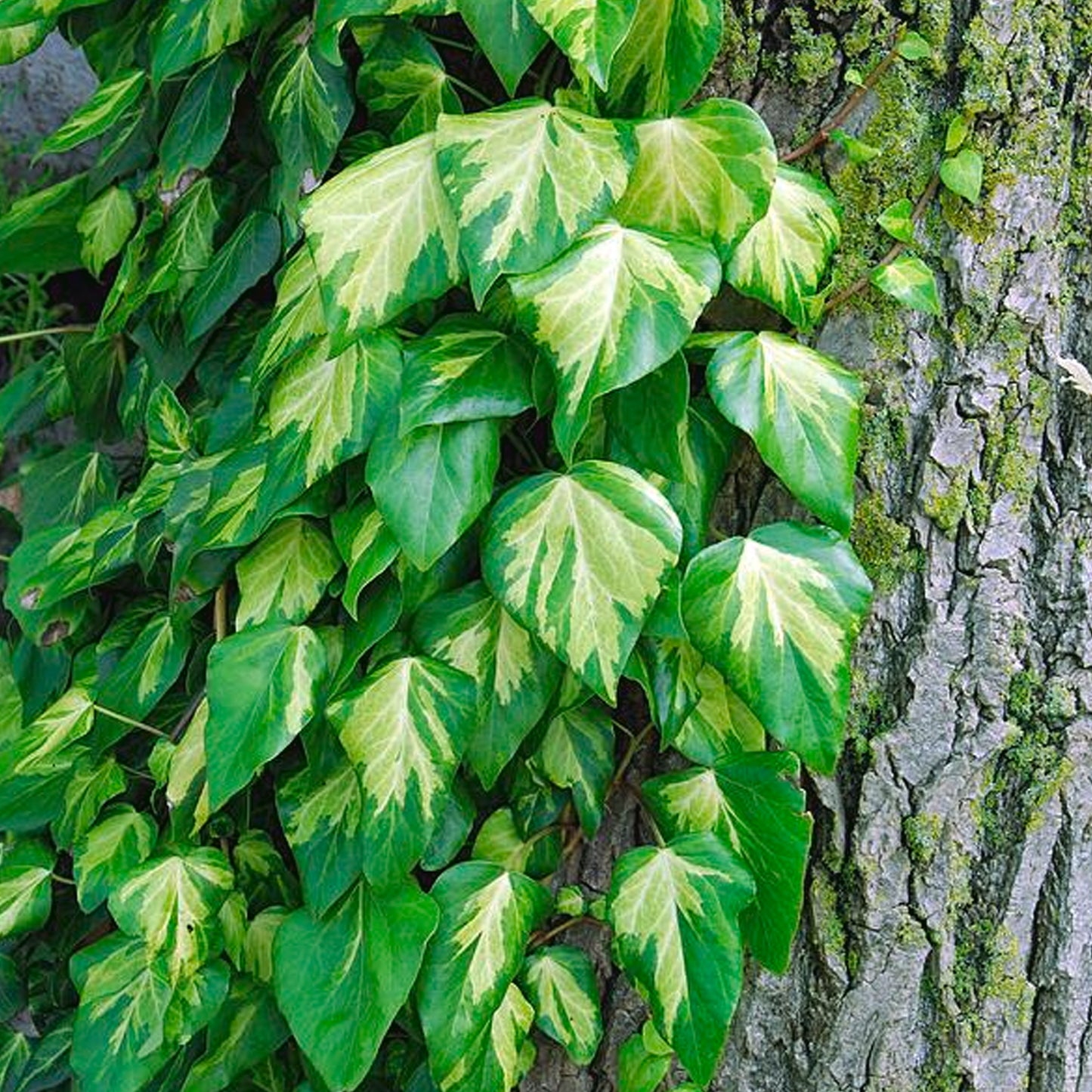 Hedera Sulphur Heart