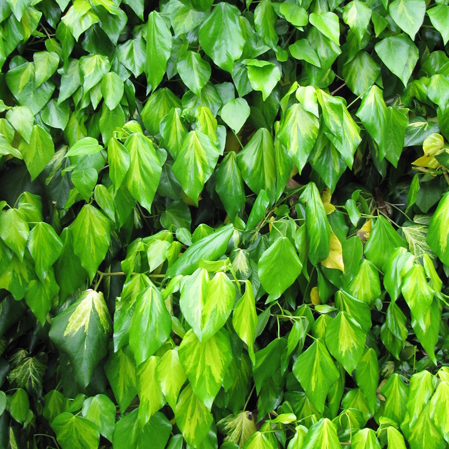 Hedera Sulphur Heart