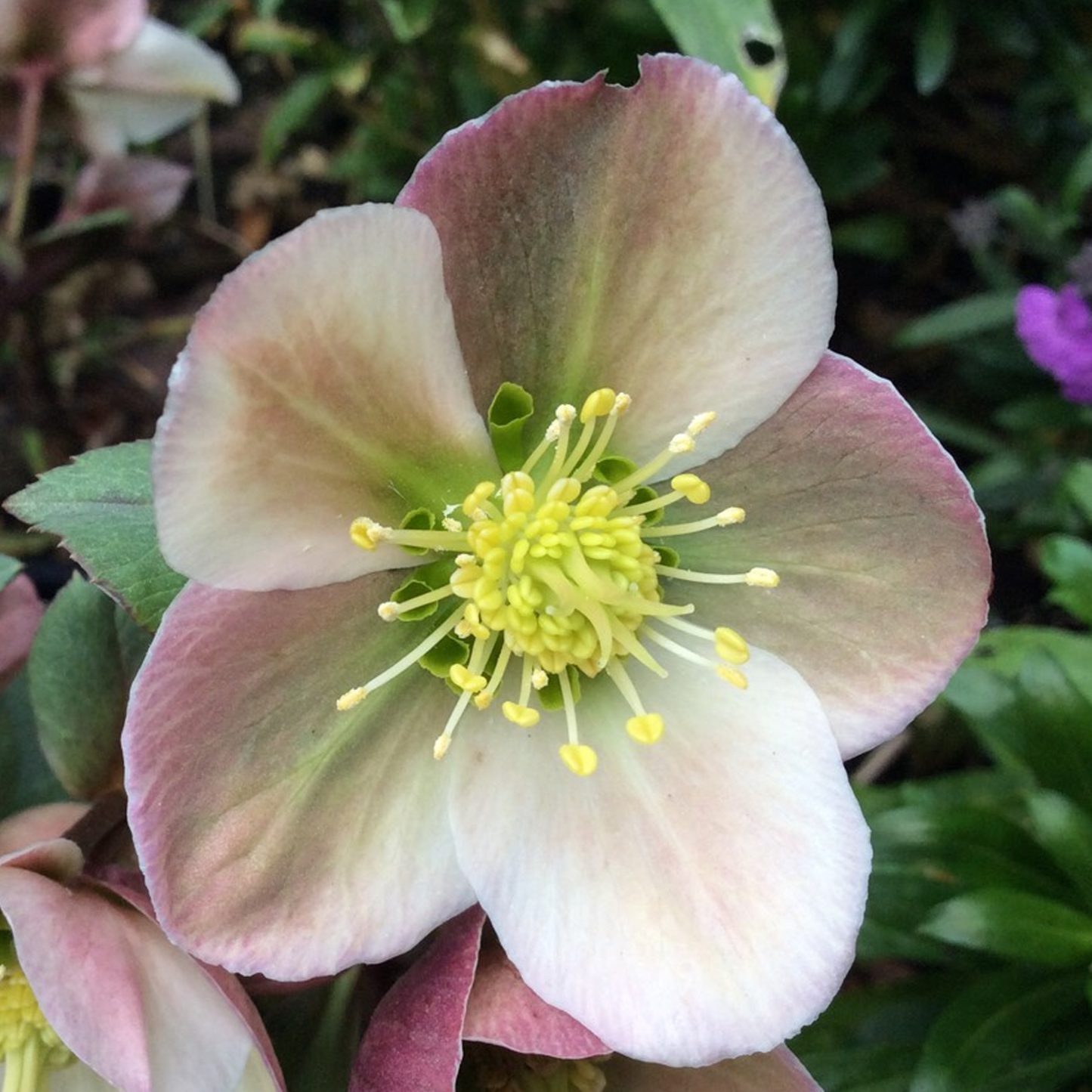 Helleborus Pirouette