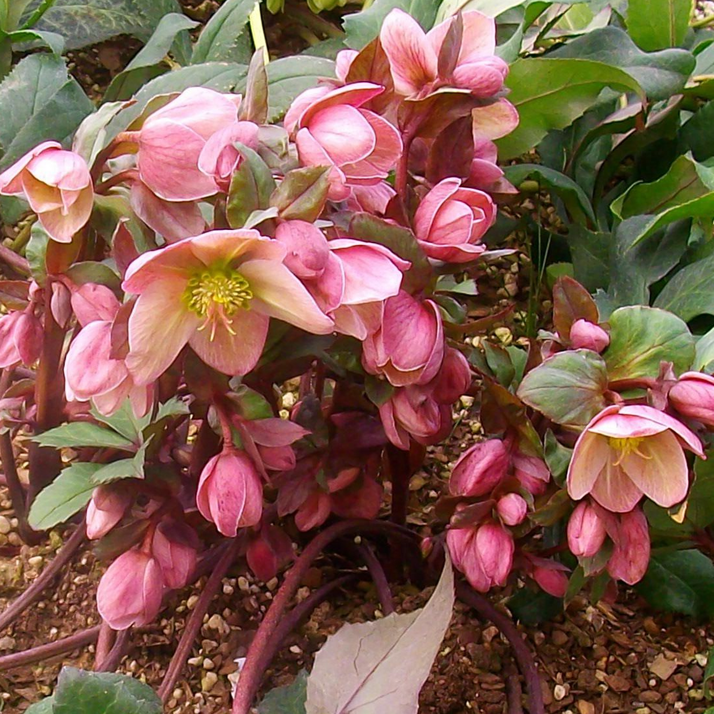 Helleborus Pirouette