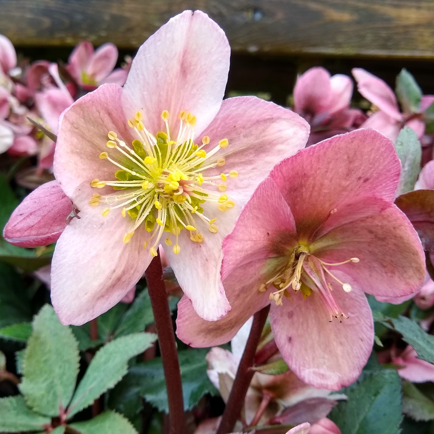 Helleborus Pirouette