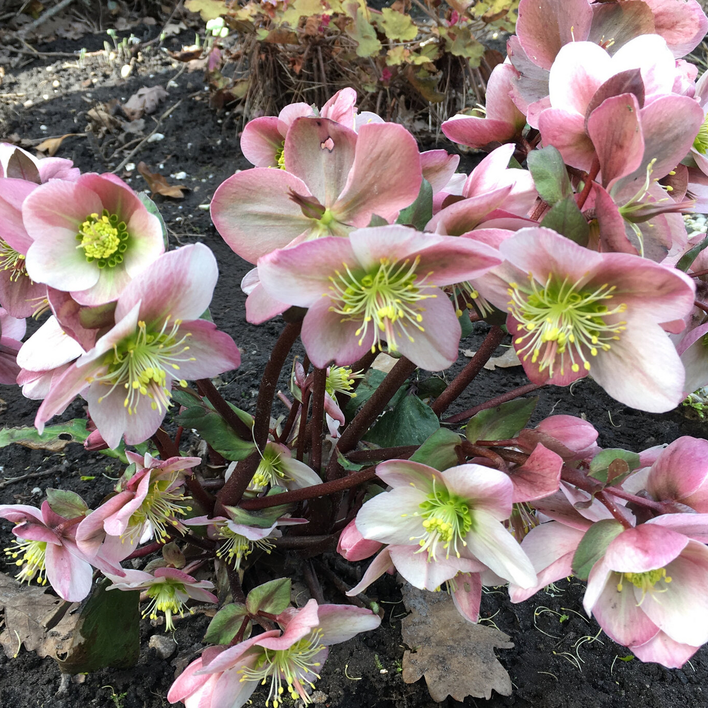 Helleborus Pirouette