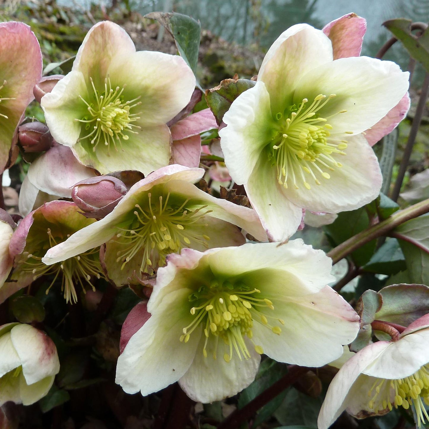 Helleborus Winter Moonbeam