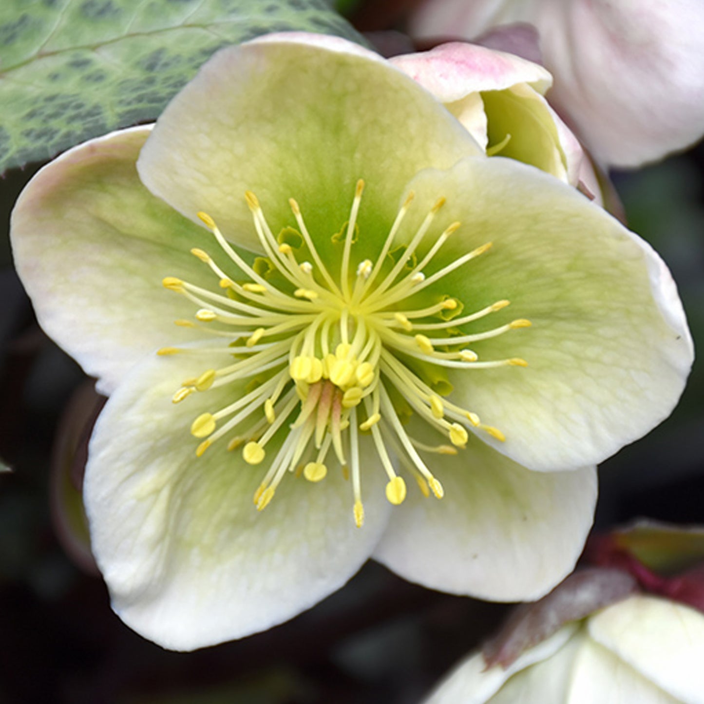 Helleborus Winter Moonbeam