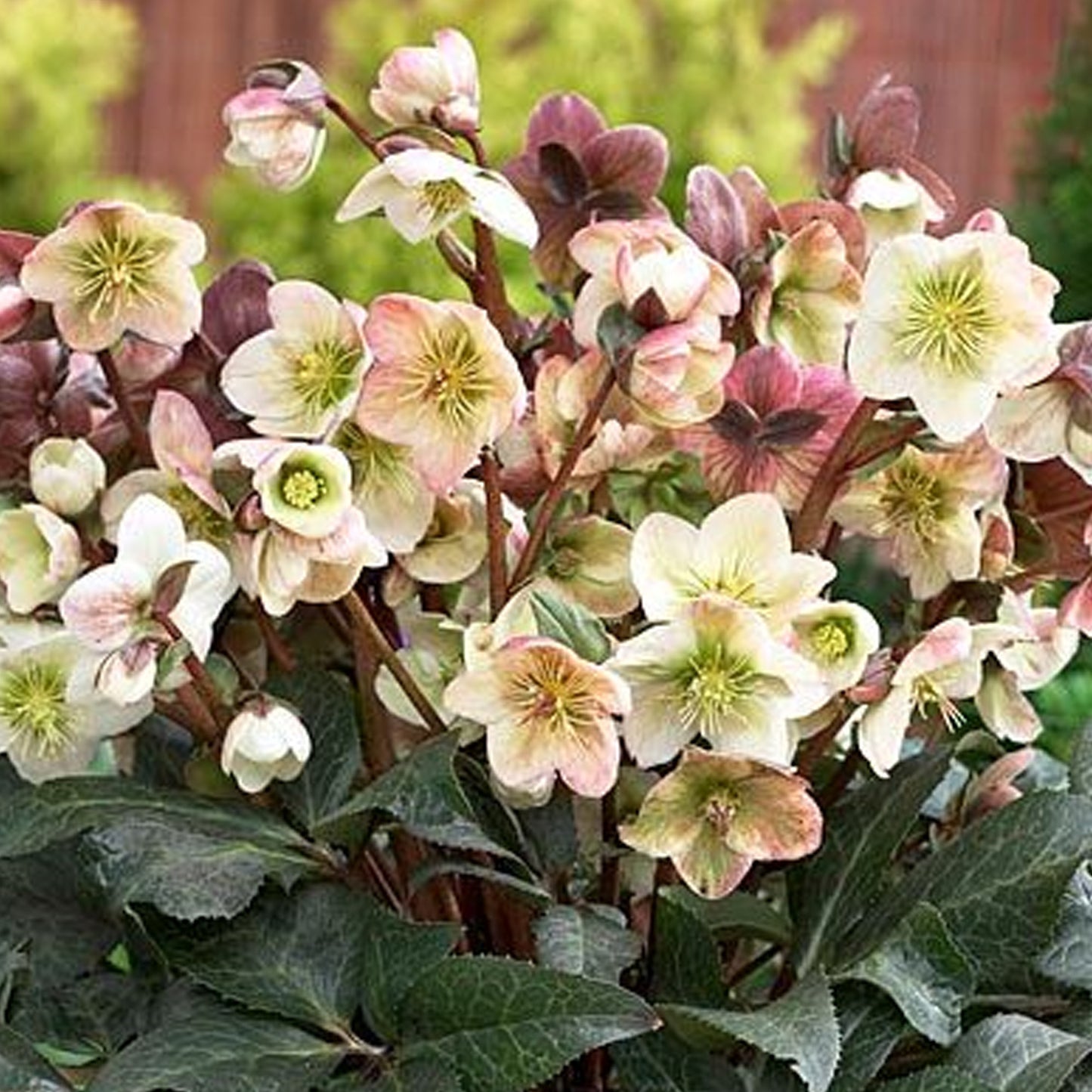 Helleborus Winter Moonbeam