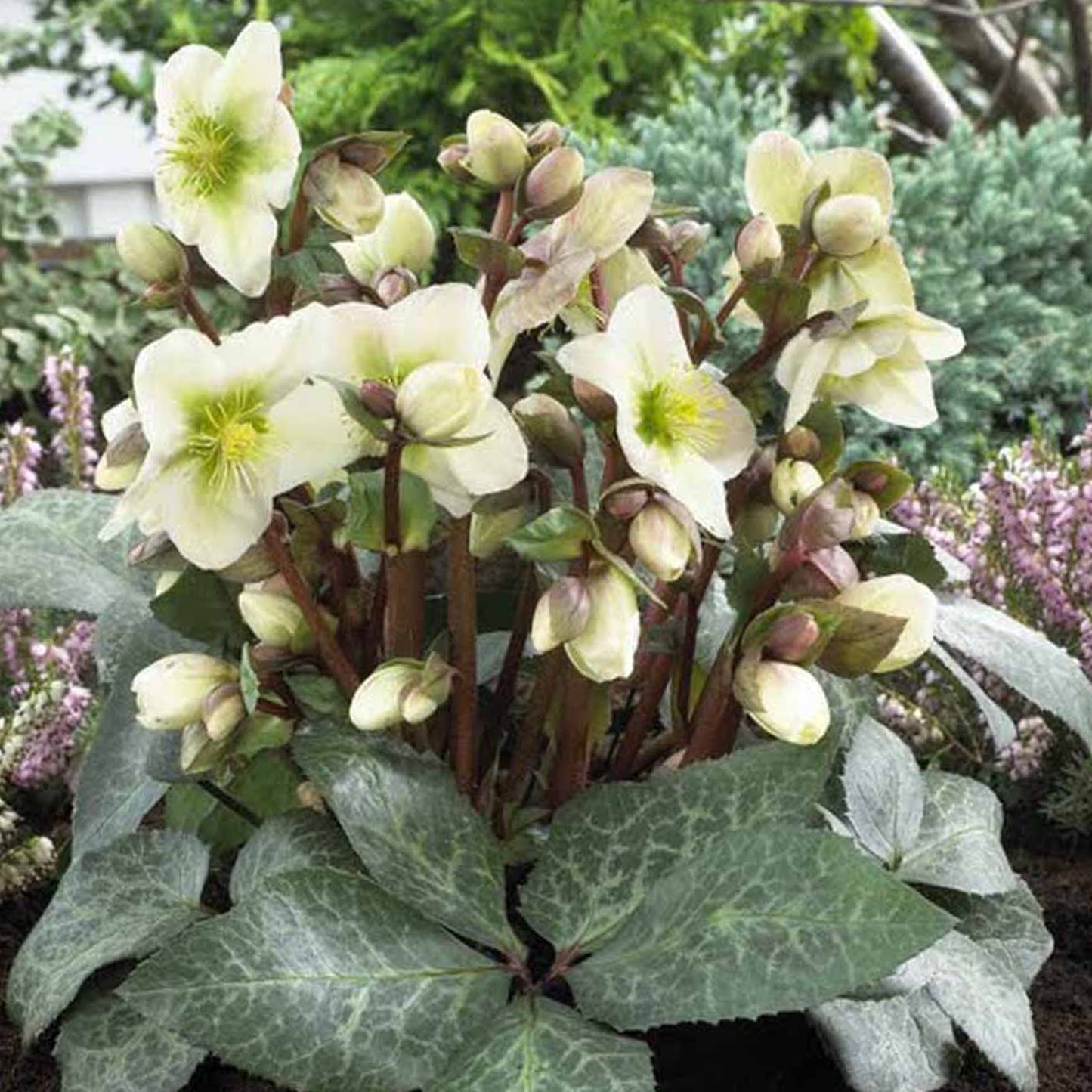 Helleborus Winter Moonbeam