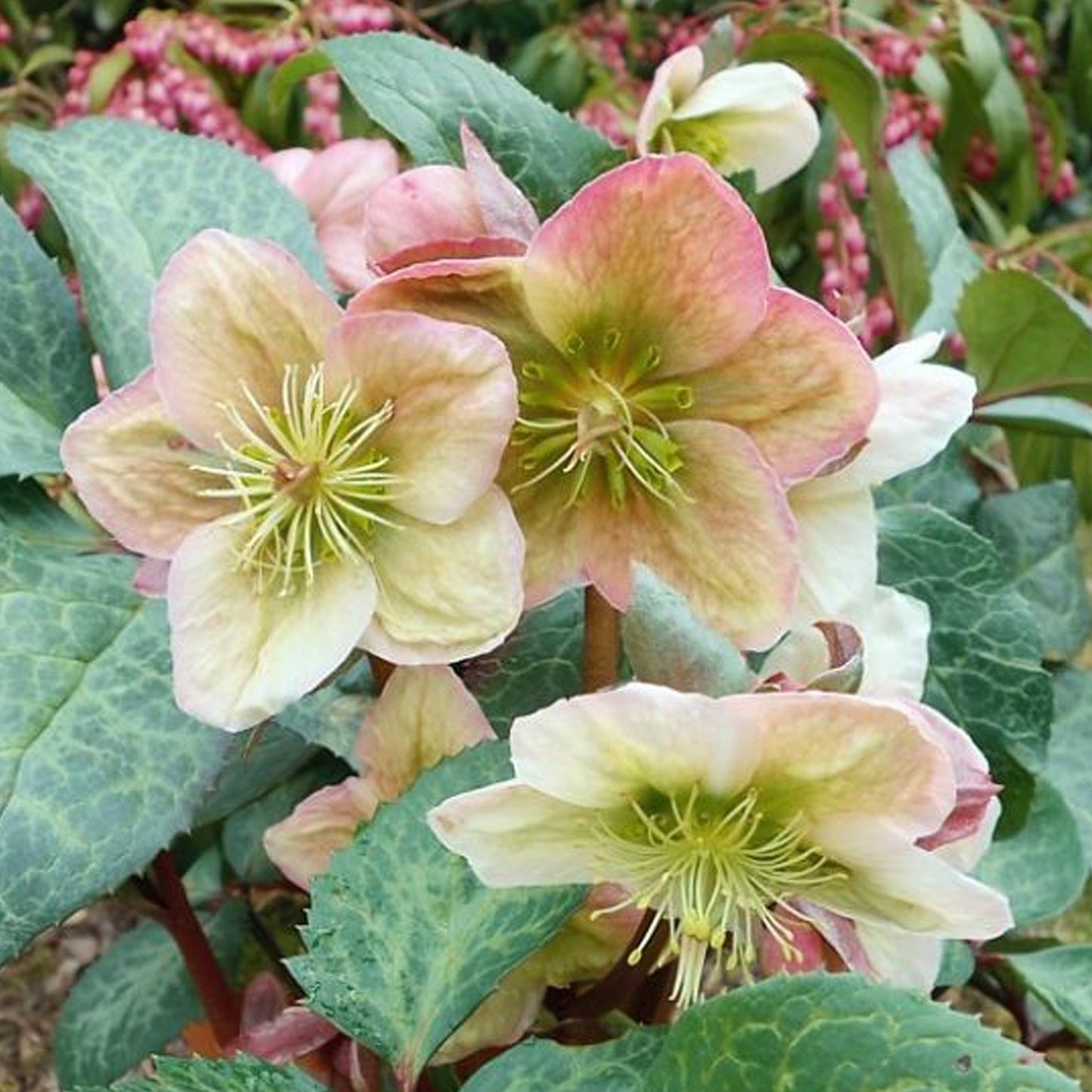 Helleborus Winter Moonbeam