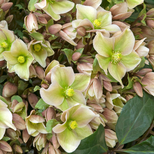 Helleborus Winter Sunshine