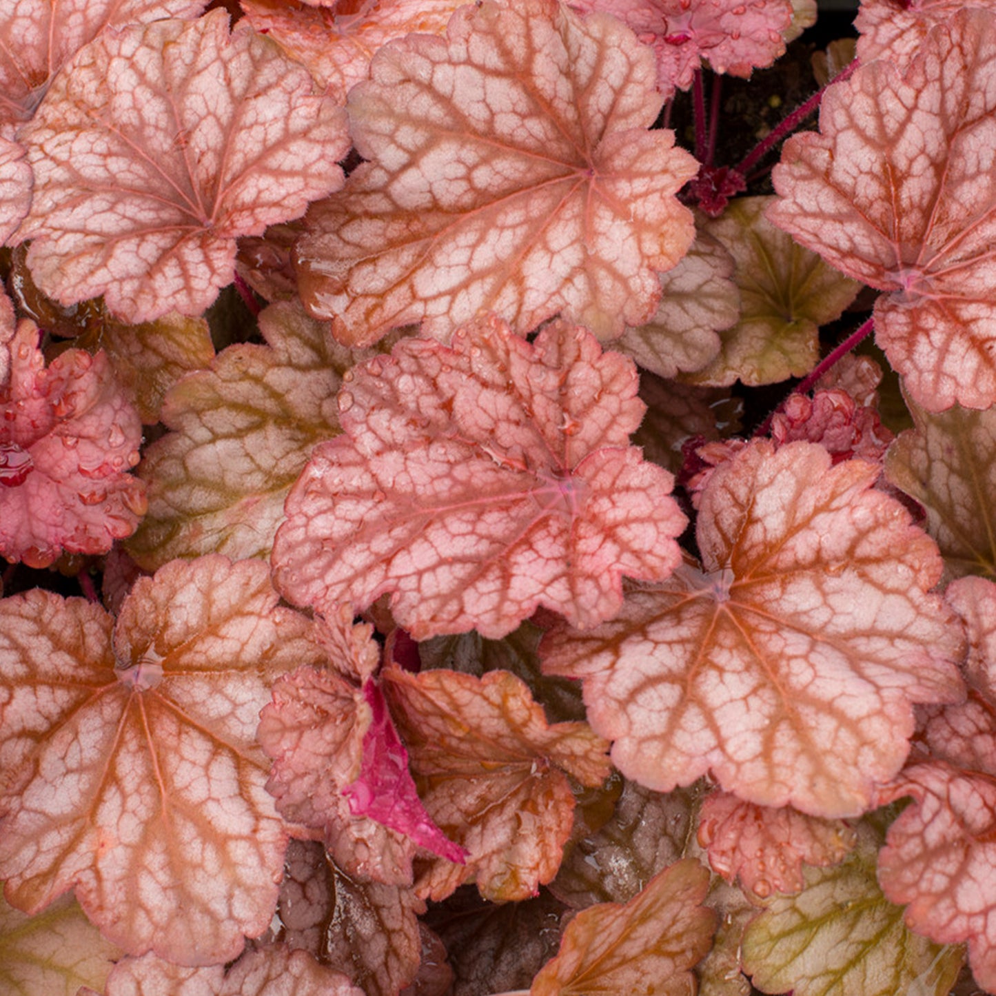 Heuchera Coral Berry