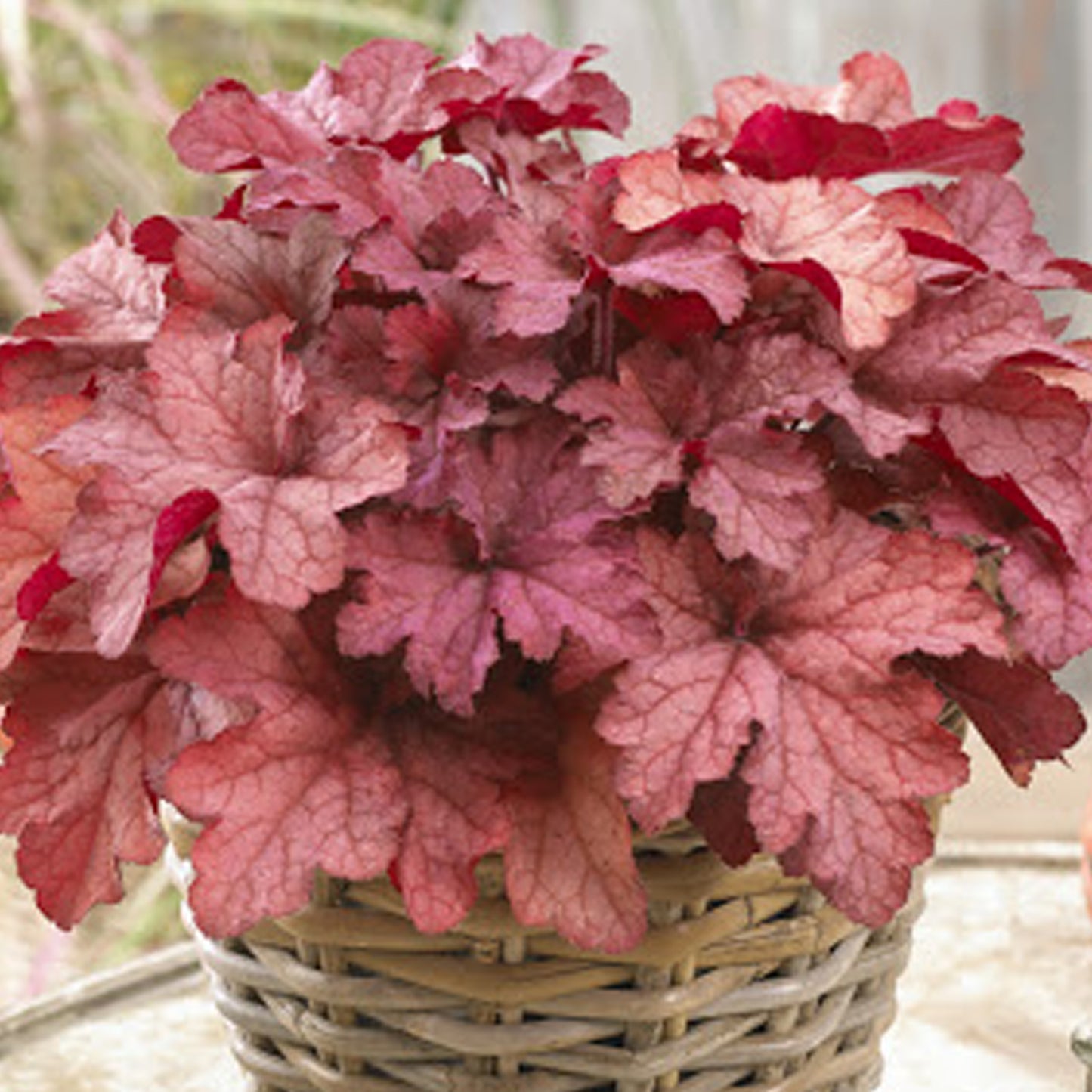 Heuchera Coral Berry